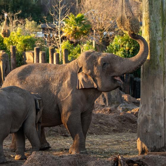 Elephant In The Sun SQUARE