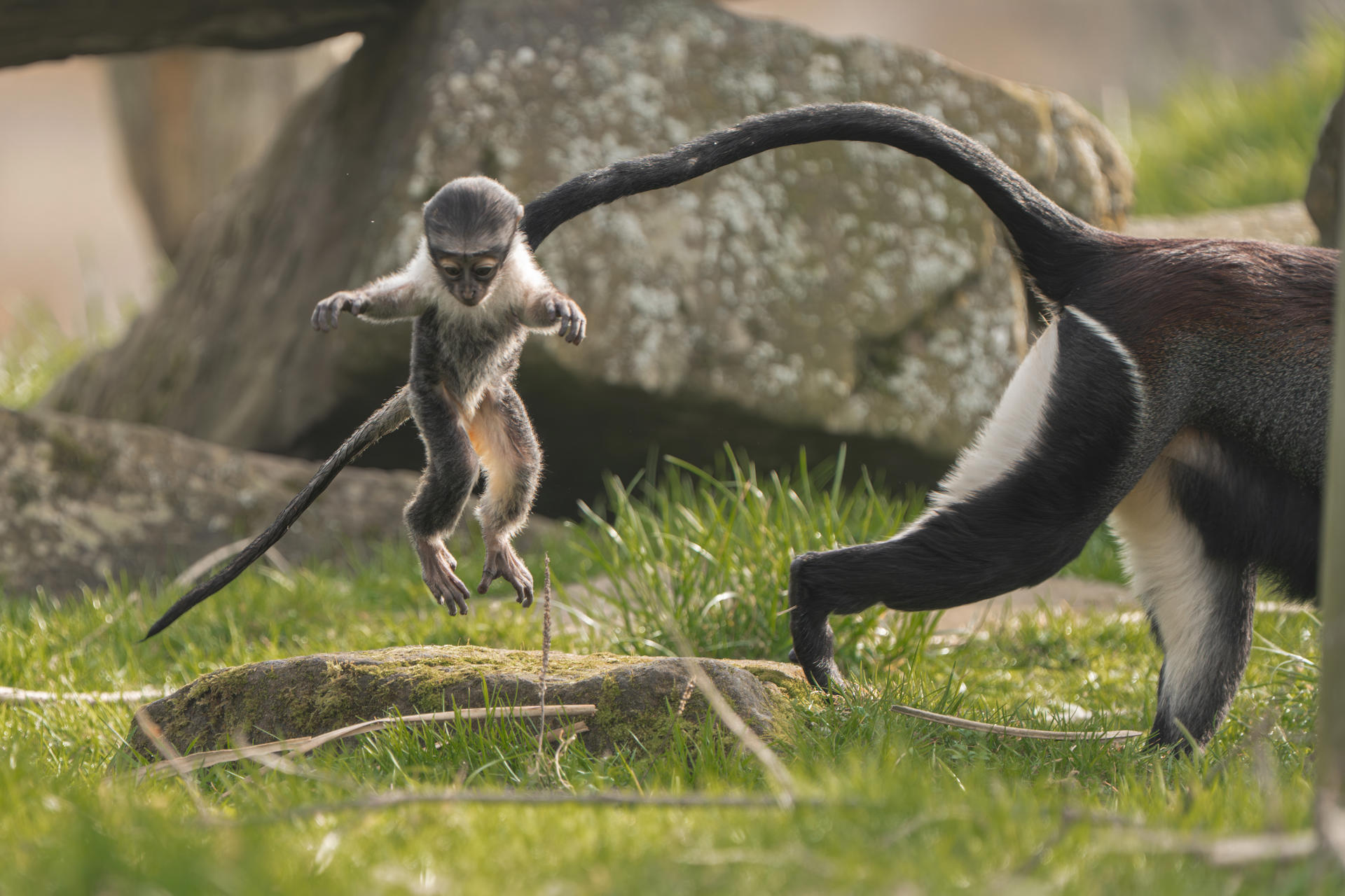 Roloway Monkey Becomes A Mother After Recovering From Pioneering Surgery Lagertha And Masaya 11
