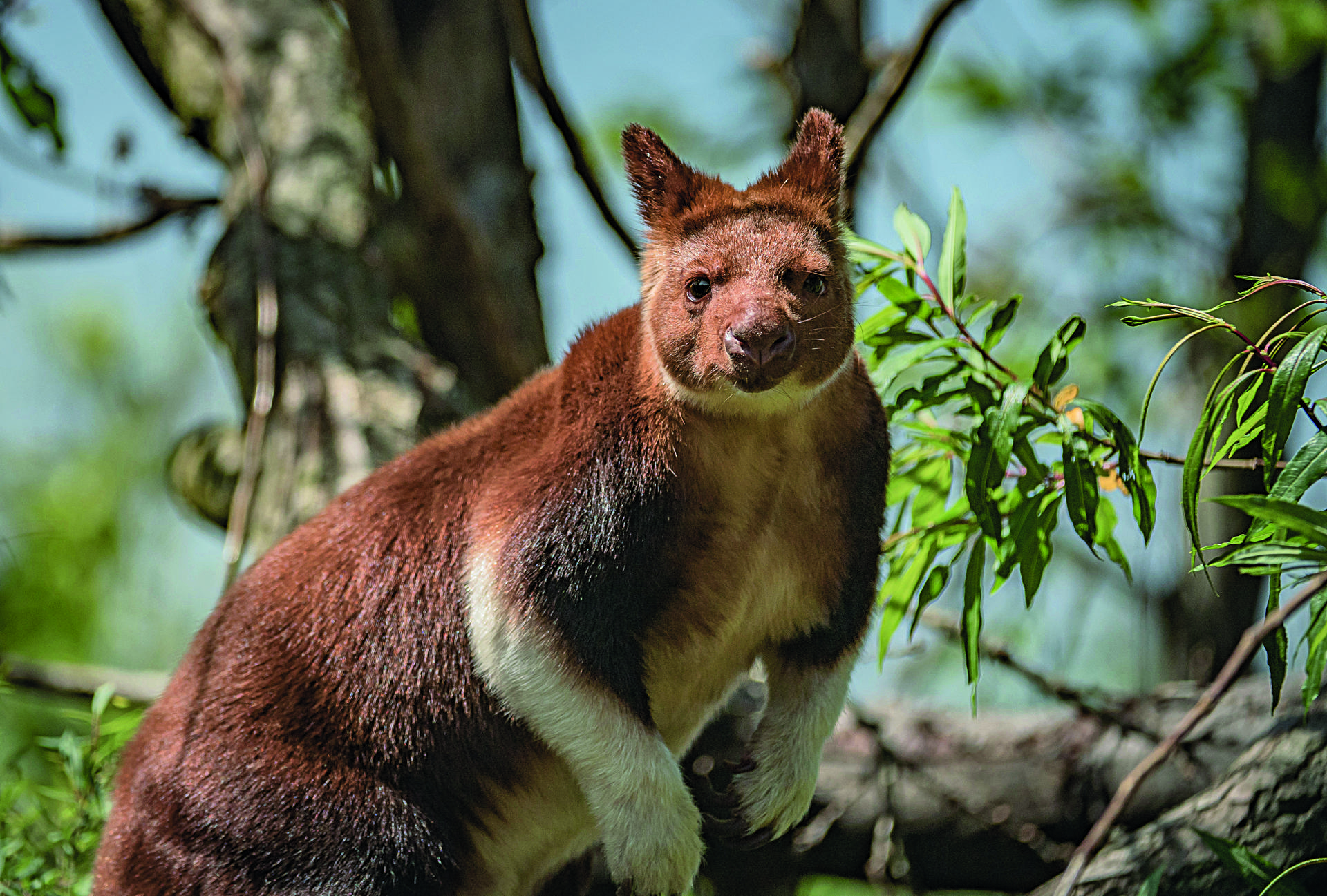 Tree kangaroo joey in the wild