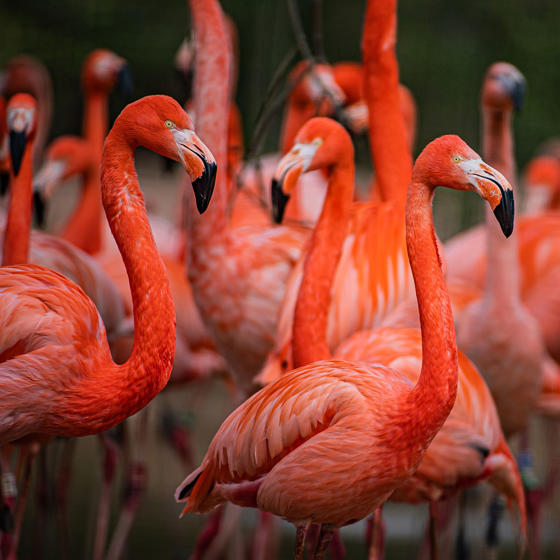 Caribbean Flamingo 2