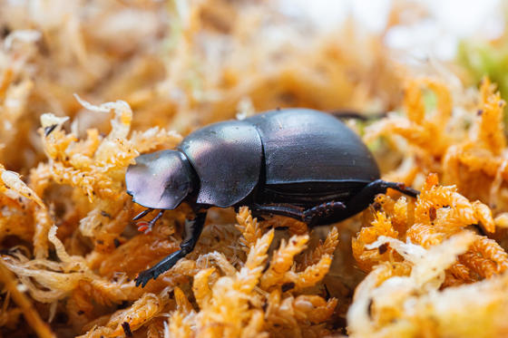 Plum Dung Beetle 3