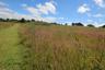 A Grassy Field On A Sunny Day