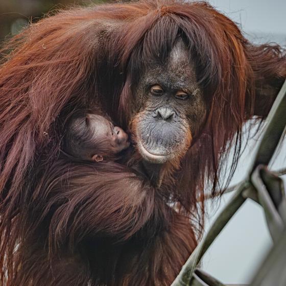 A Critically Endangered Bornean Orangutan Has Been Born At Chester Zoo 9 (1)