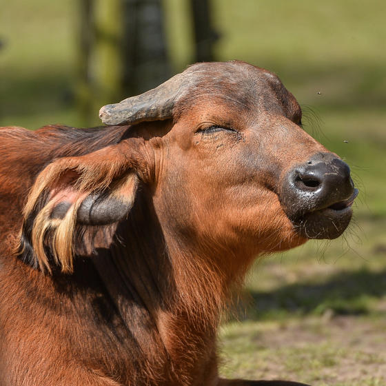 Congo Buffalo 4