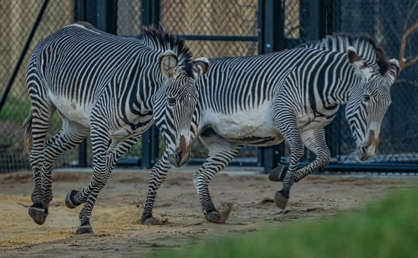 Grevy's Zebra 007