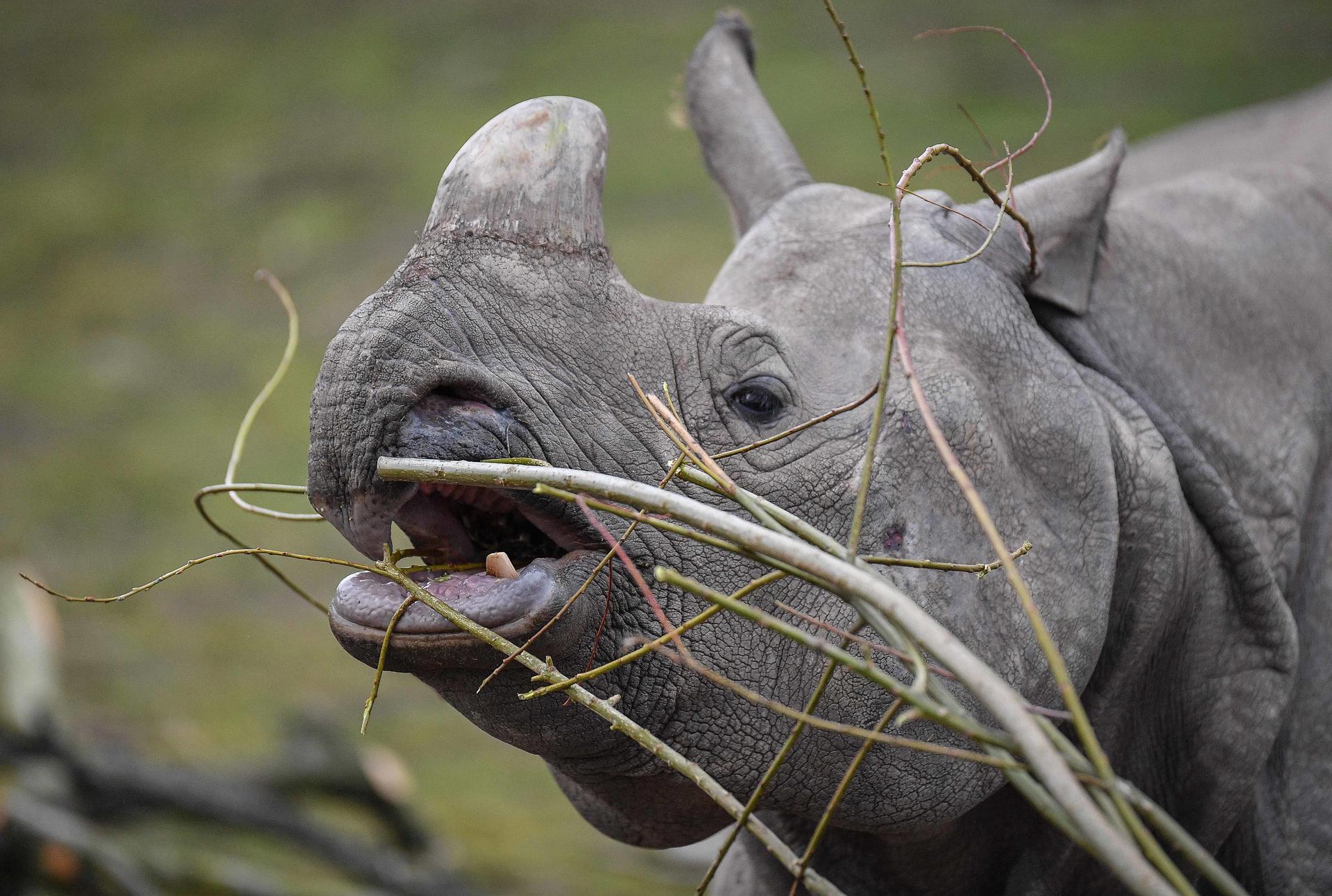 Greater One Horned Rhino Beni (3)