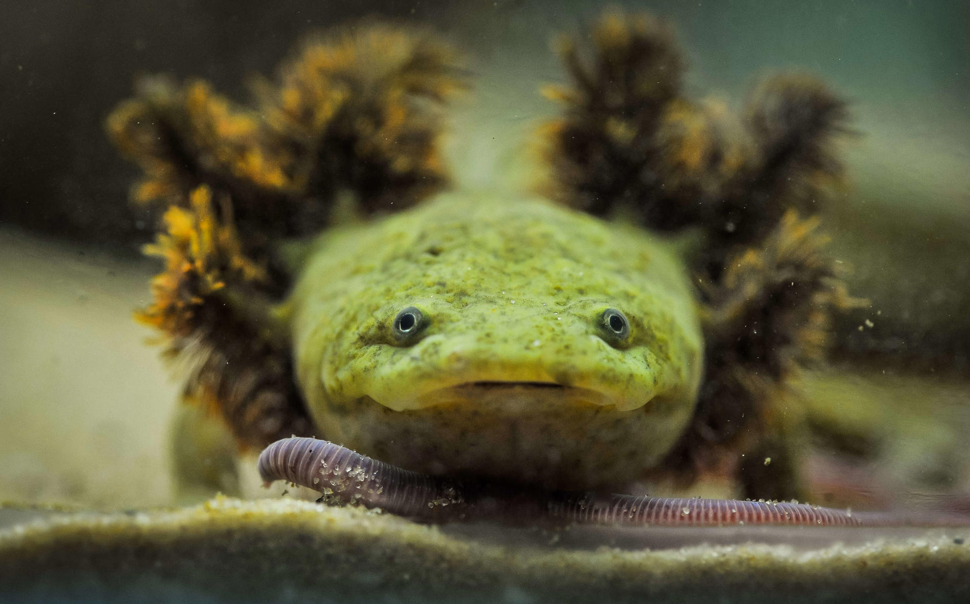 Lake Patzcuaro Salamanders At Chester Zoo (20)