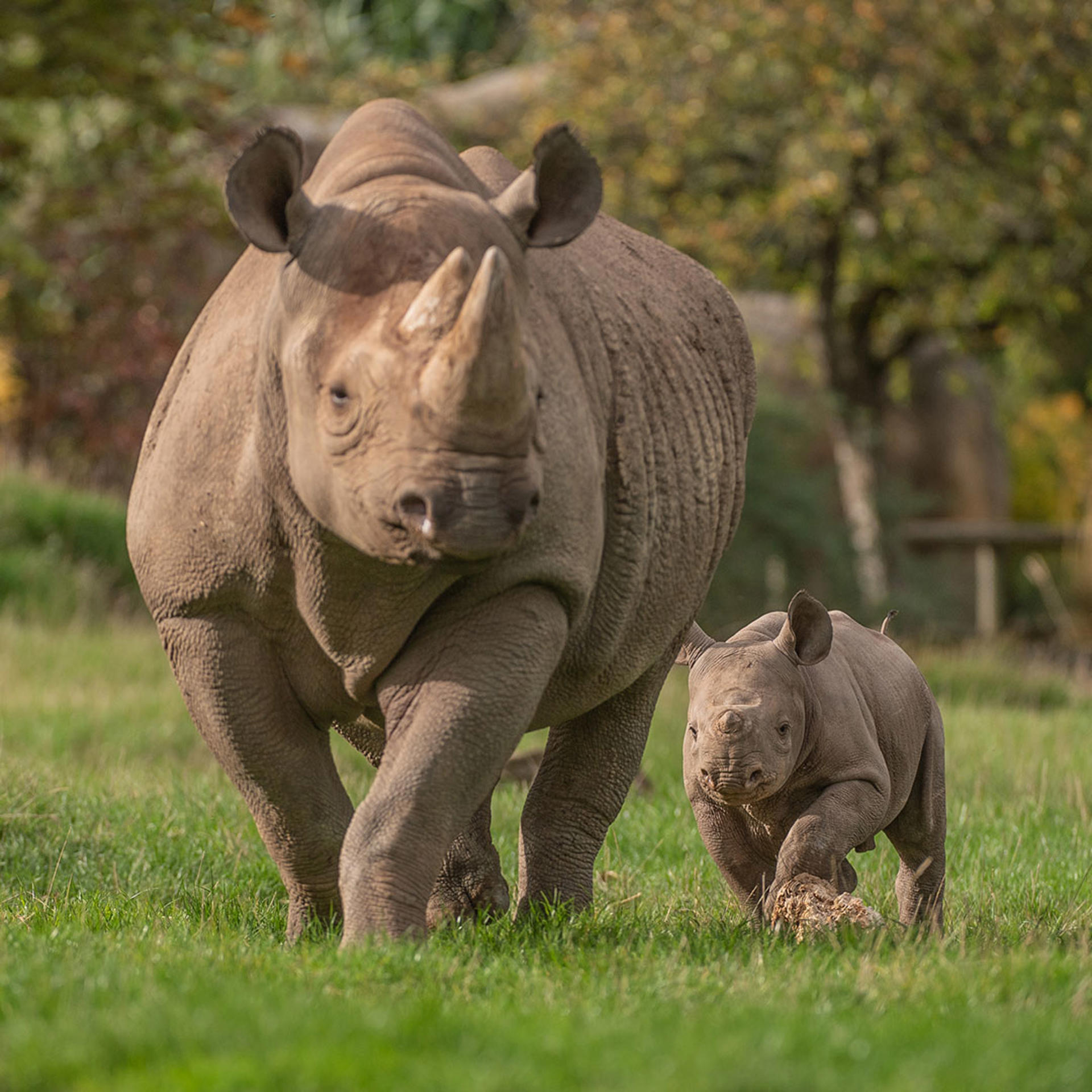 Eastern Black Rhino Square