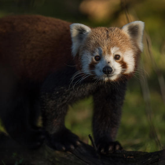 Red Panda. In The Zoo 5