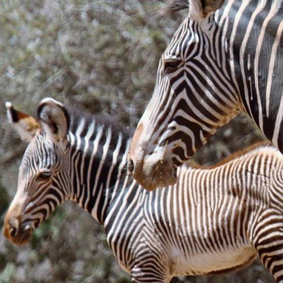 Zebra