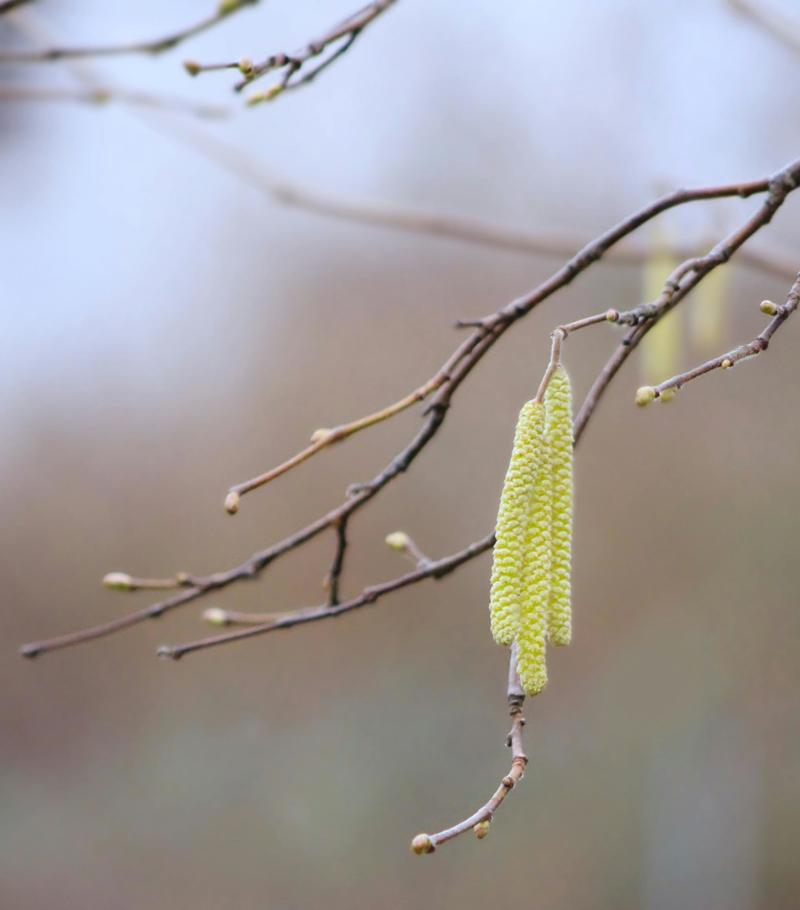 Hazel Tree