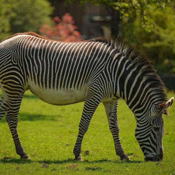 Zebra In The Zoo SQUARE