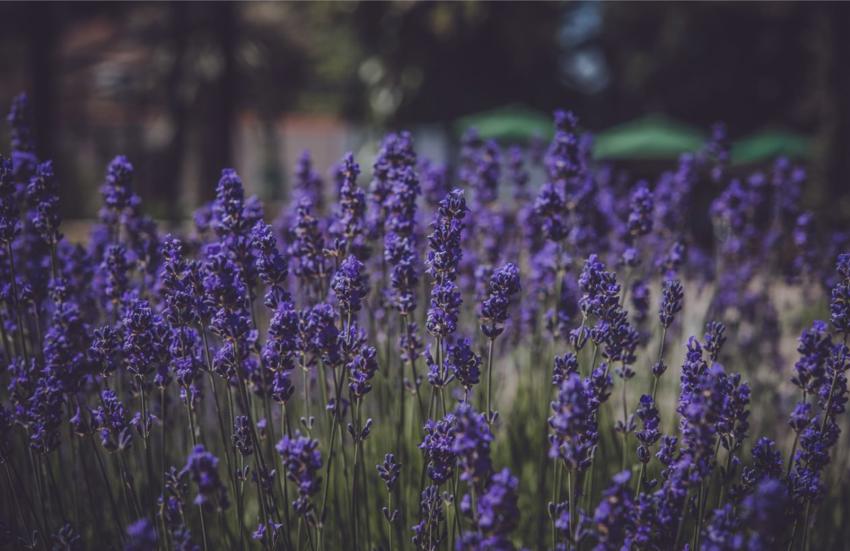 Lavender Field