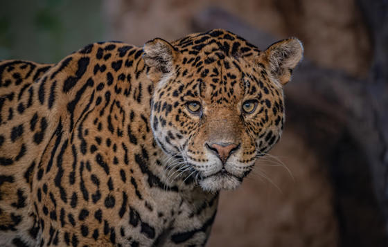 Mother And Son Jaguar Duo Bonita And Remi Explore Their New Retirement Home At Chester Zoo. Pictured Remi9