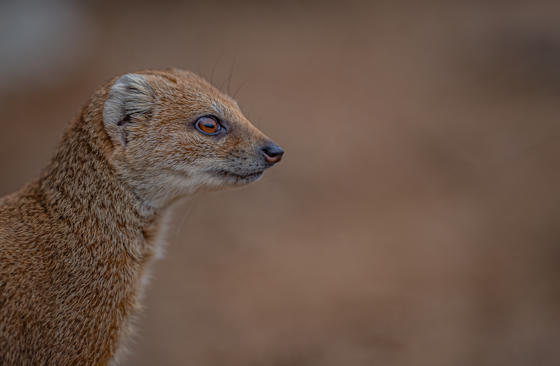 Hoa MONGOOSE 9