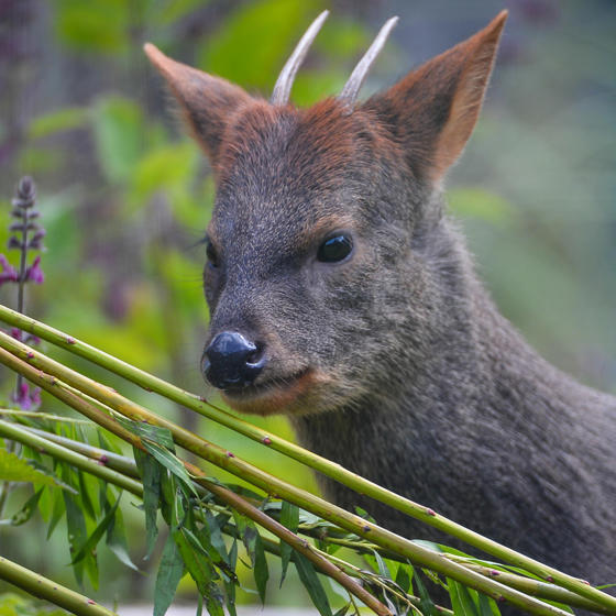Pudu 5