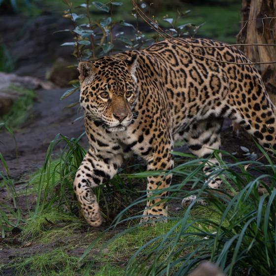 Mother And Son Jaguar Duo Bonita And Remi Explore Their New Retirement Home At Chester Zoo. Pictured Bonita3 (1)