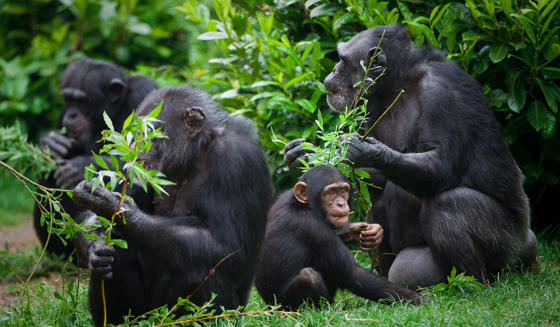 Chimpanzee 4