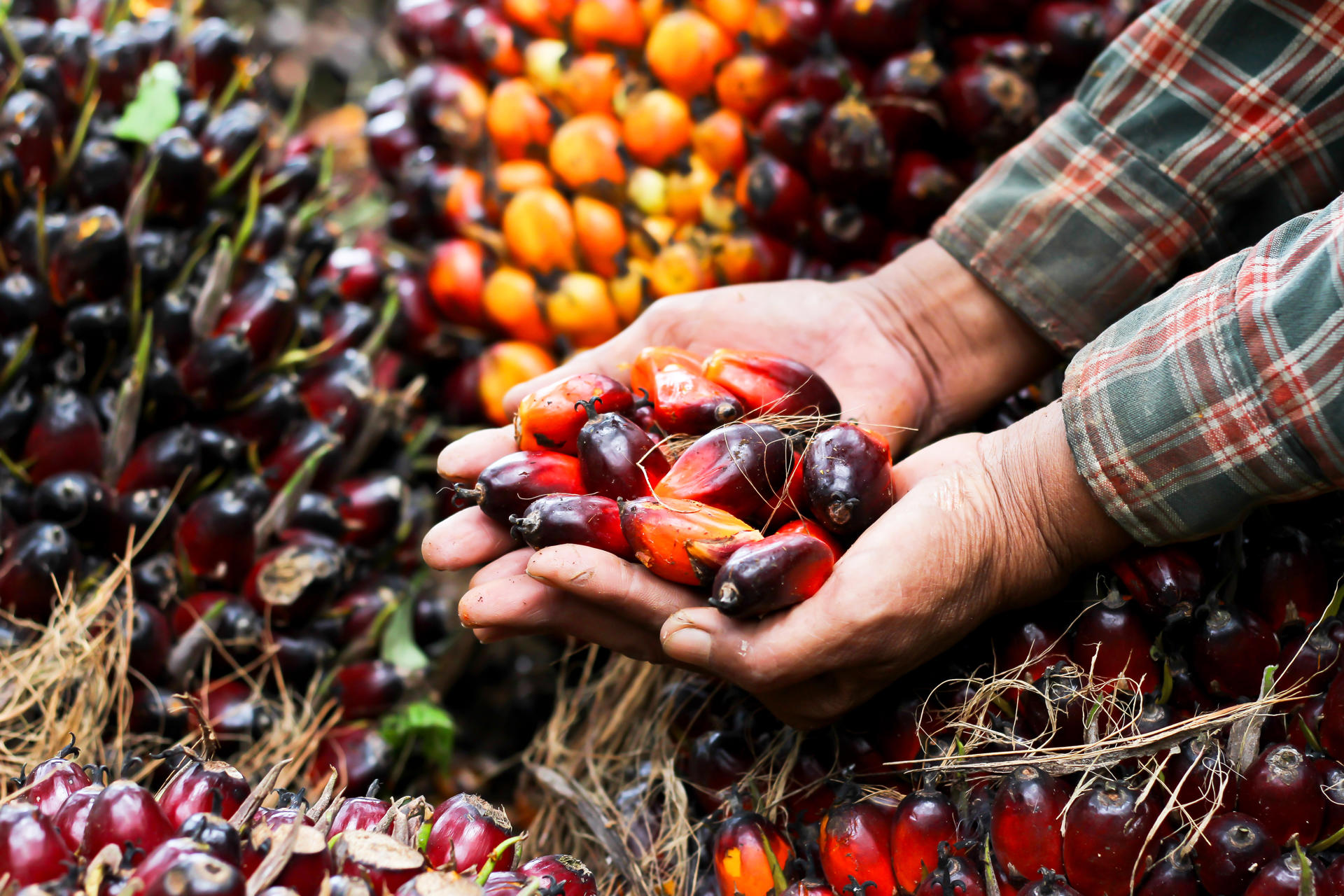 Palm Oil Seeds