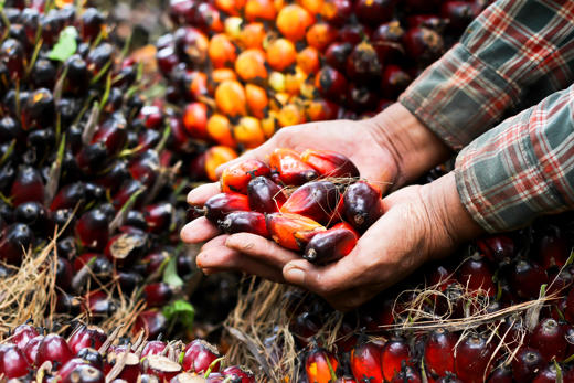 Palm Oil Seeds