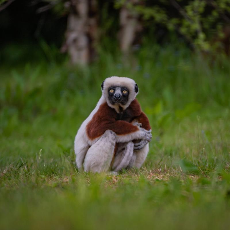 Crouch sifaka at Chester Zoo