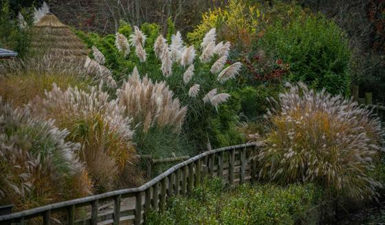 Madagascar Grasses