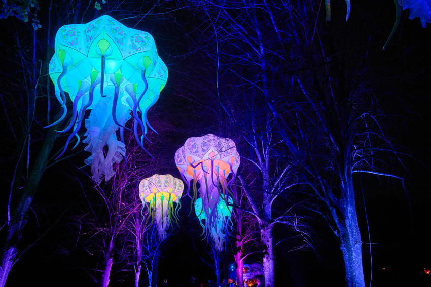 Jellyfish 1