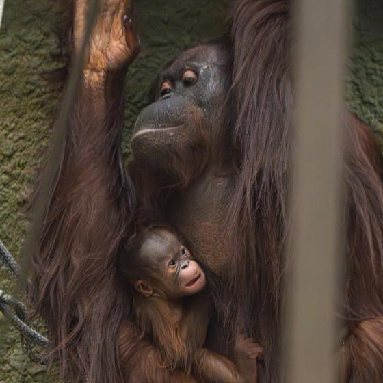 A Critically Endangered Bornean Orangutan Has Been Born At Chester Zoo 8 (1)