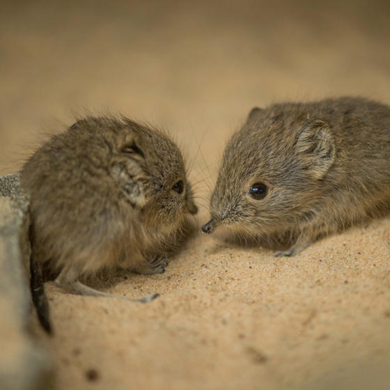 Sengi 3