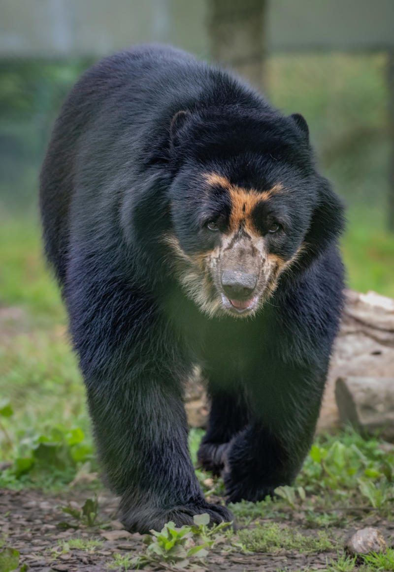 An Andean bear walking towards the camera