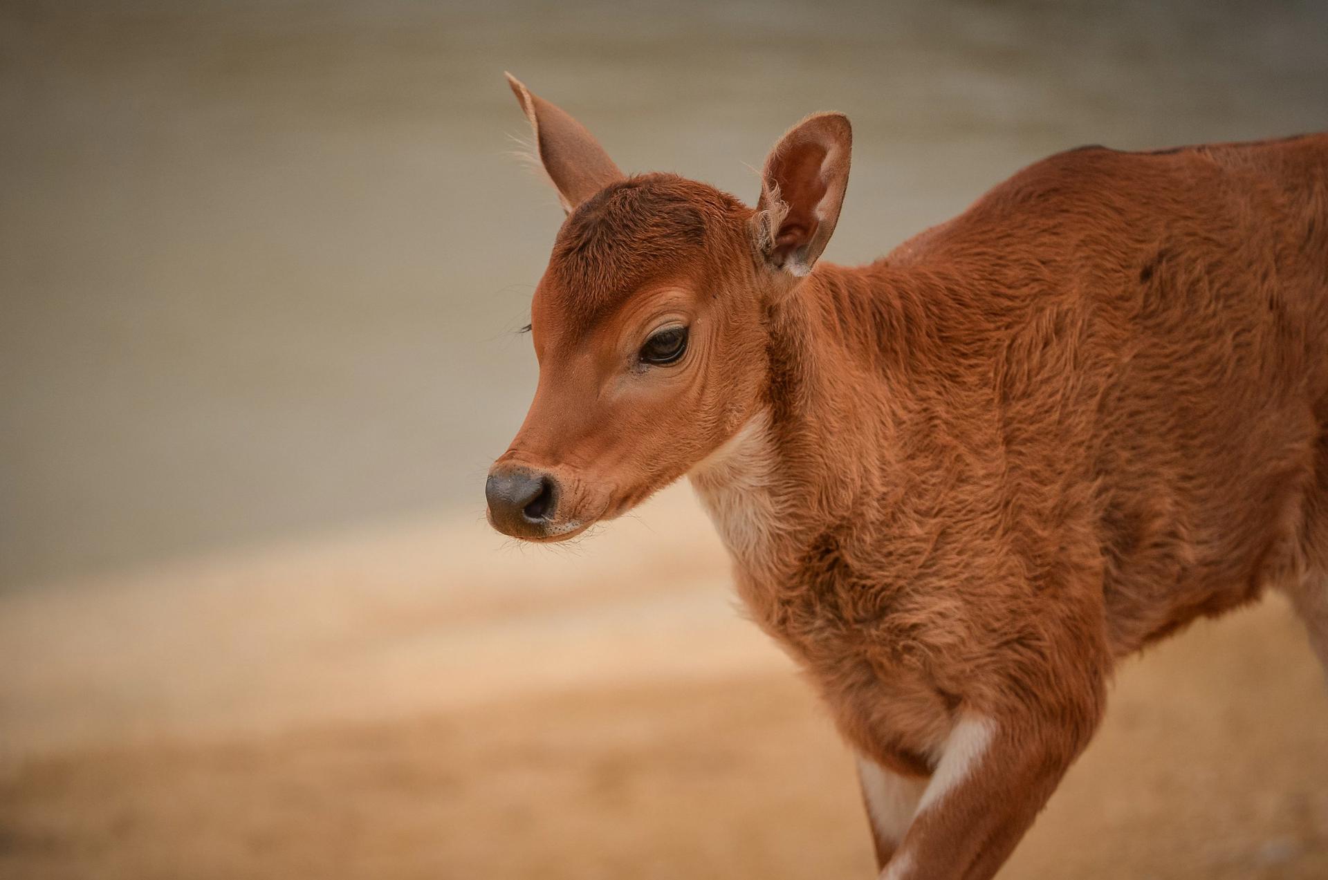 Banteng Calf