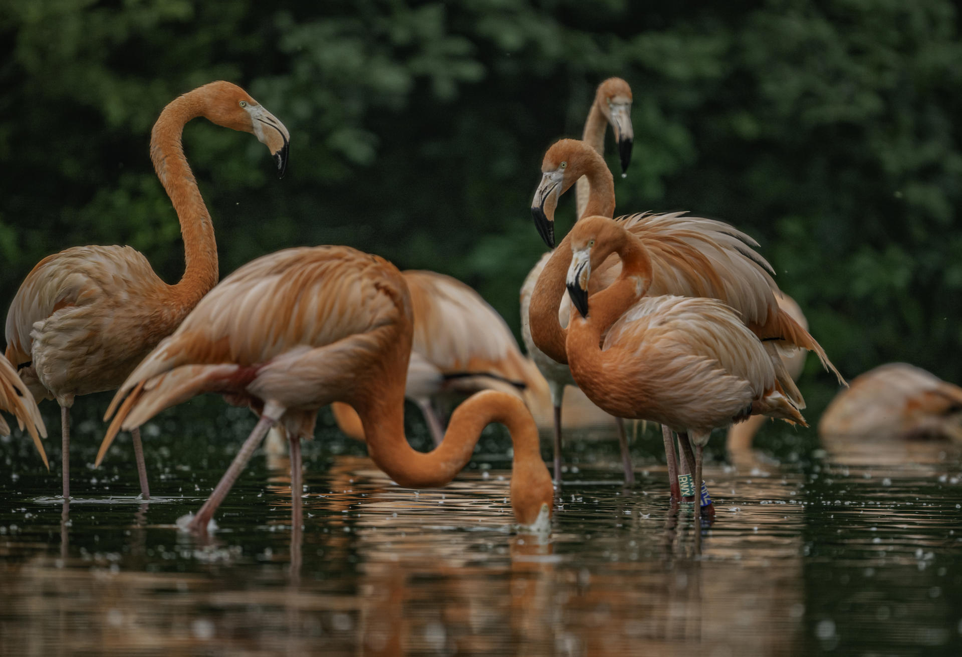 Flamingos In Water