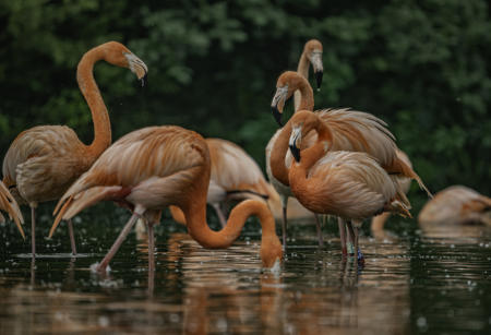 Flamingos In Water