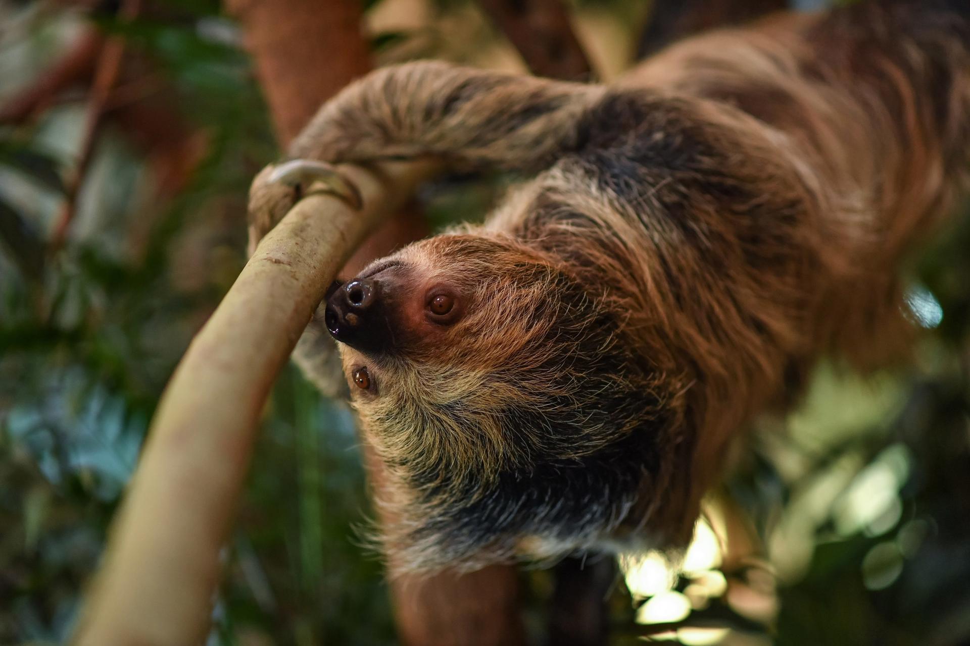 Sloth Tina 8 Scaled
