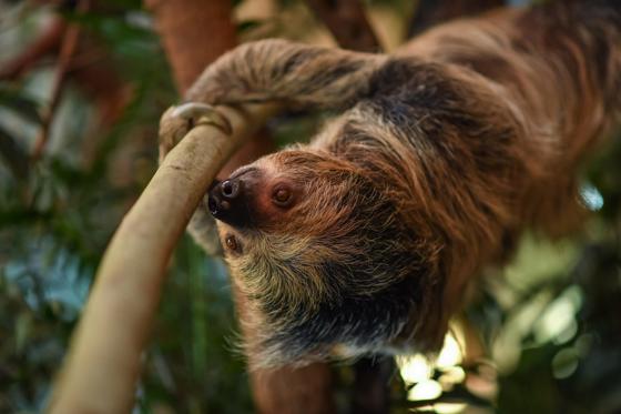 Sloth Tina 8 Scaled