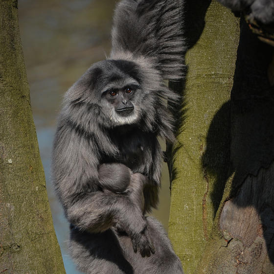 Silvery Gibbon 2