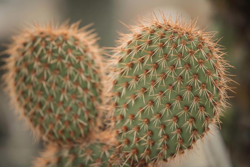 Cactus 19