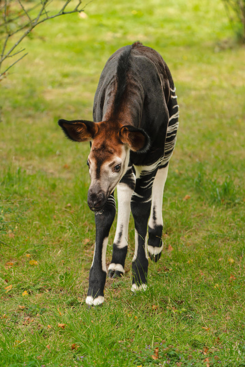 Okapi Calf Miloli Leaves The Nest For The First Time And Steps Into The Sunshine For His First Outdoor Adventure2