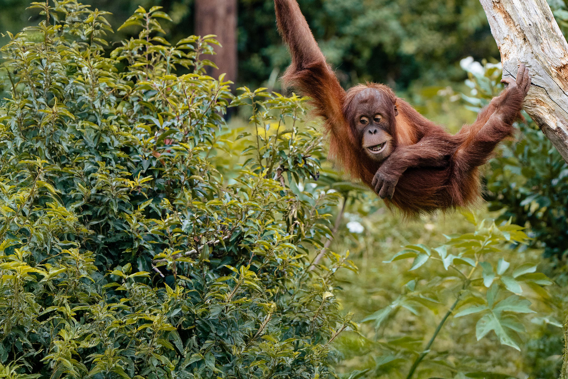 Sumatran Orangutan 3 Autumn 2024 (3) Extended (2)