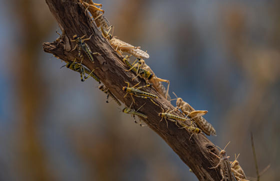Desert Locust 3