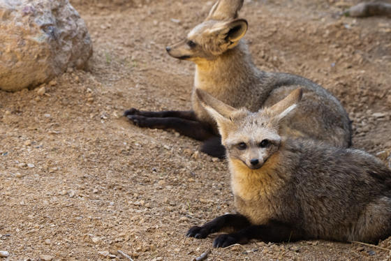 Bat Eared Fox 6