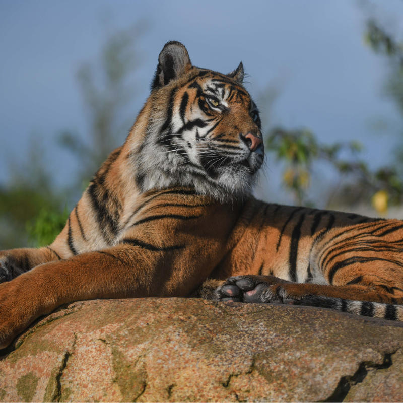 2017 Sumatran Tiger Kirana 2 In The Zoo Square