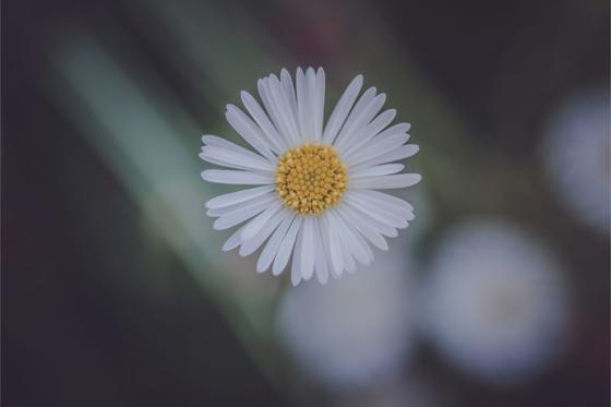 Daisy