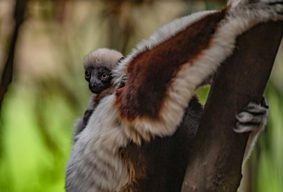 Coquerel Lemur Sifaka 2