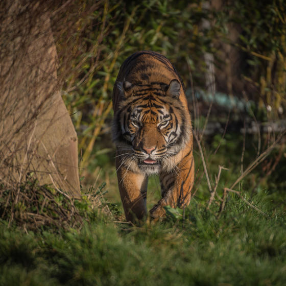 2019 Sumatran Tiger At The Zoo Square