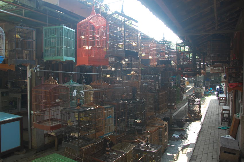 Java Yogyakarta's Bird Market