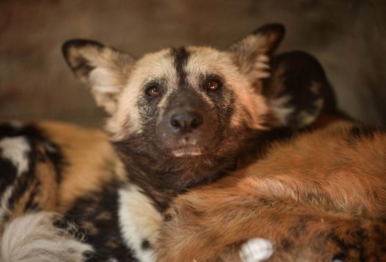 African Painted Dog 4