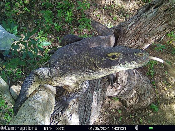 Komodo Cam Trap 3