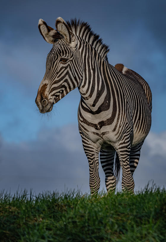 Grevy's Zebra 020