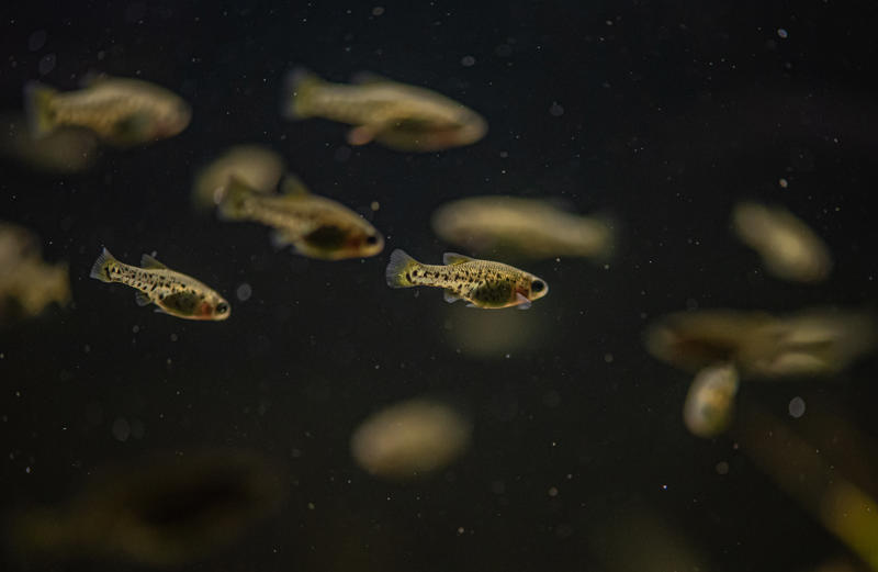 A shoal of butterfly splitfin, a small fish with amber to brown spotted scales